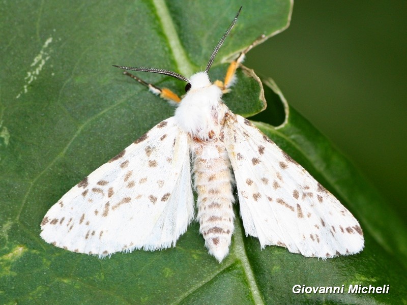 Erebidae da ID - Hyphantria cunea